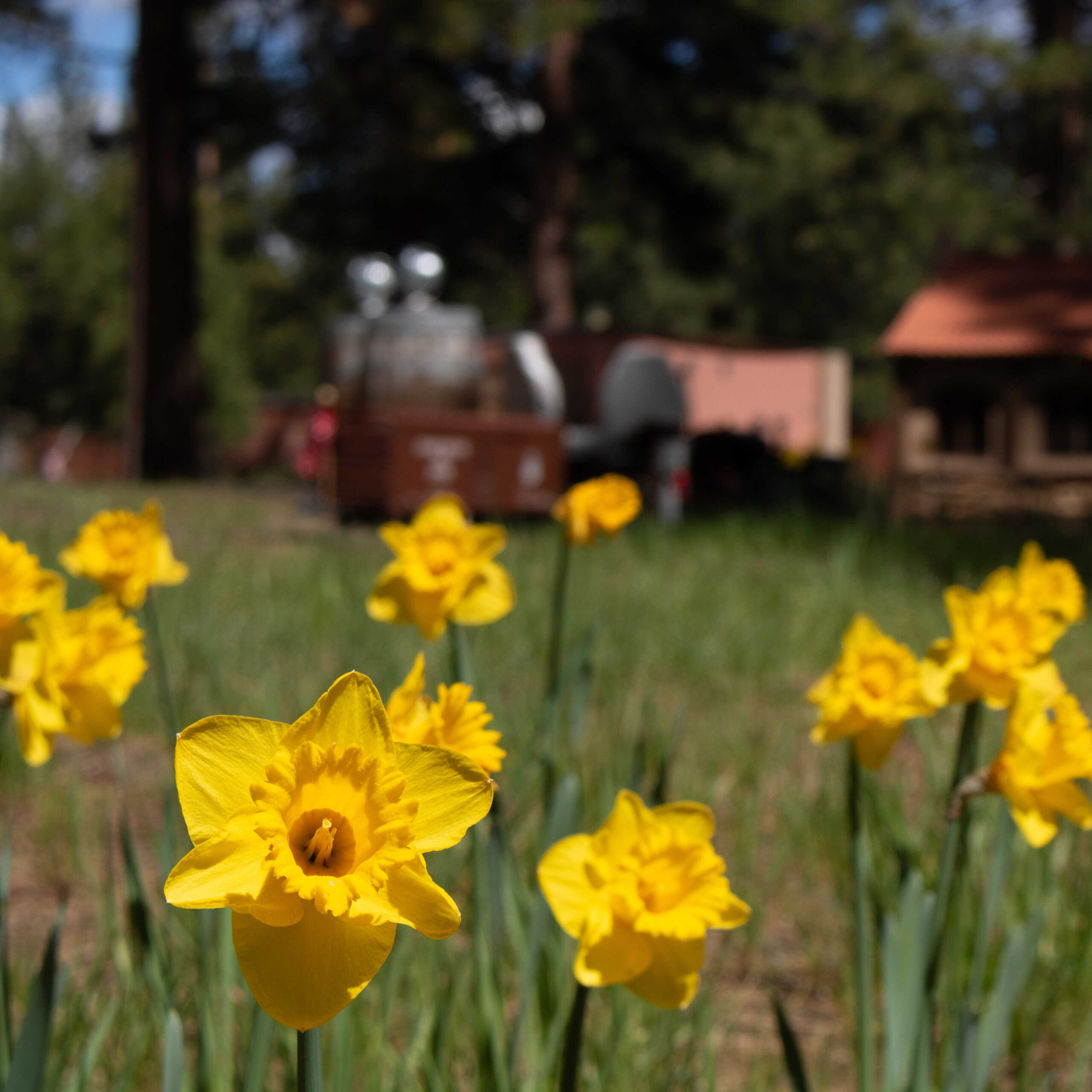 Yellow Daffodils at Youngstown